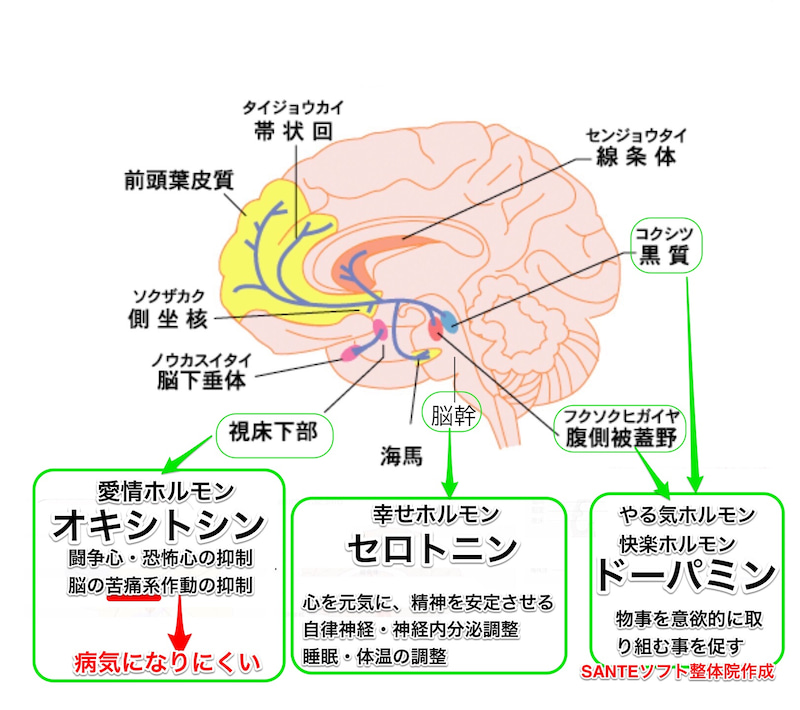 脳の動き画像